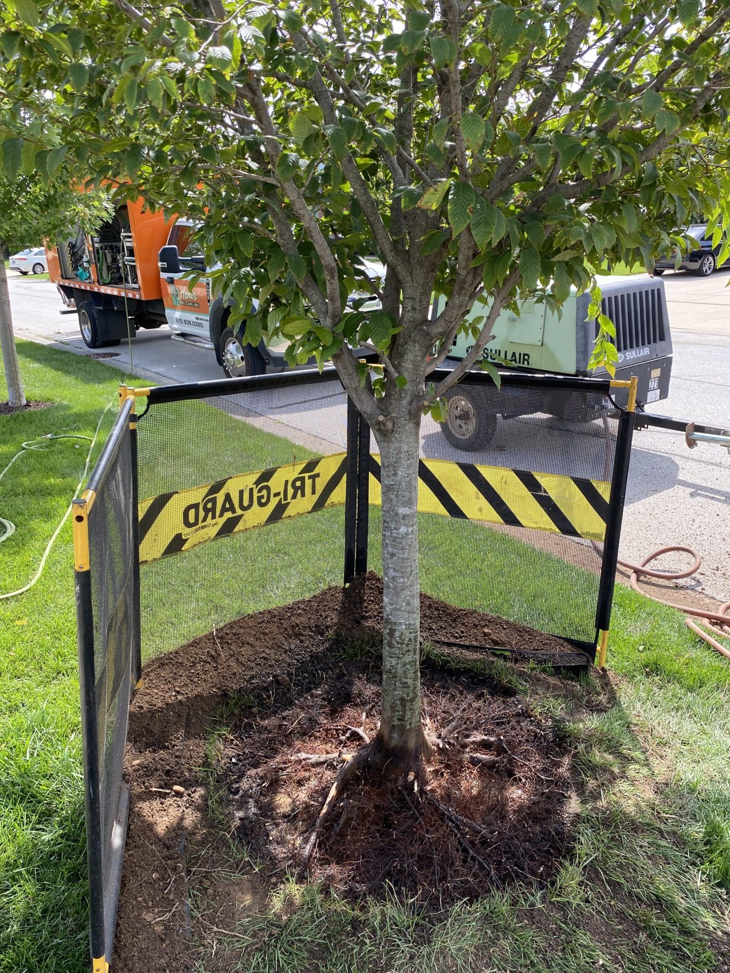 Small tree surrounded by protective fence while undergoing a tree service