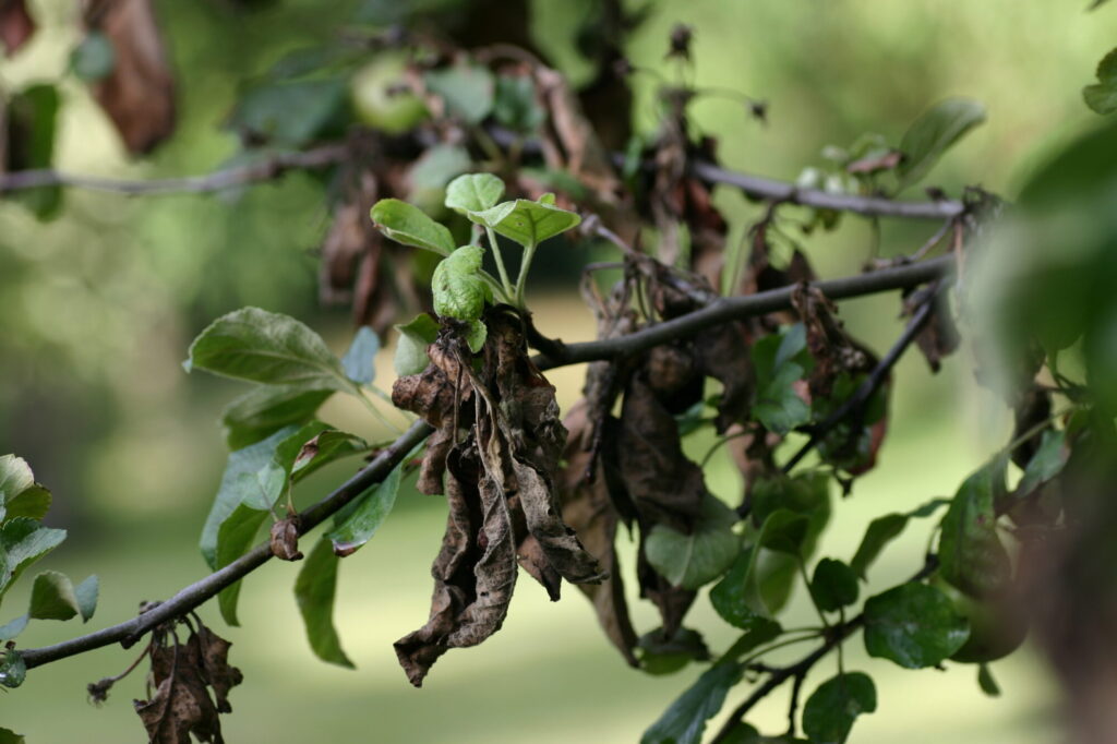 Apple tree with fire blight