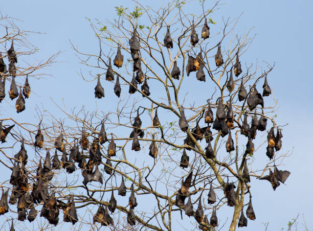 Group of bats (flying foxes) resting on branches in Sri Lanka