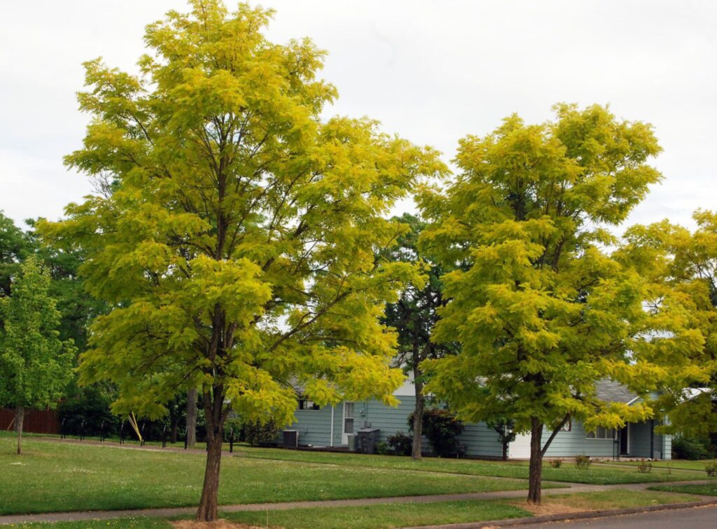 Black Locust Tree Form