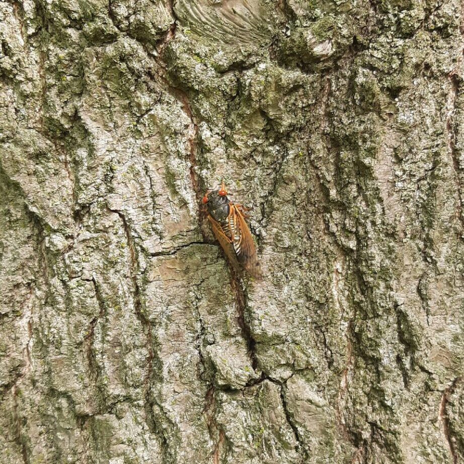 Cicada on Bark
