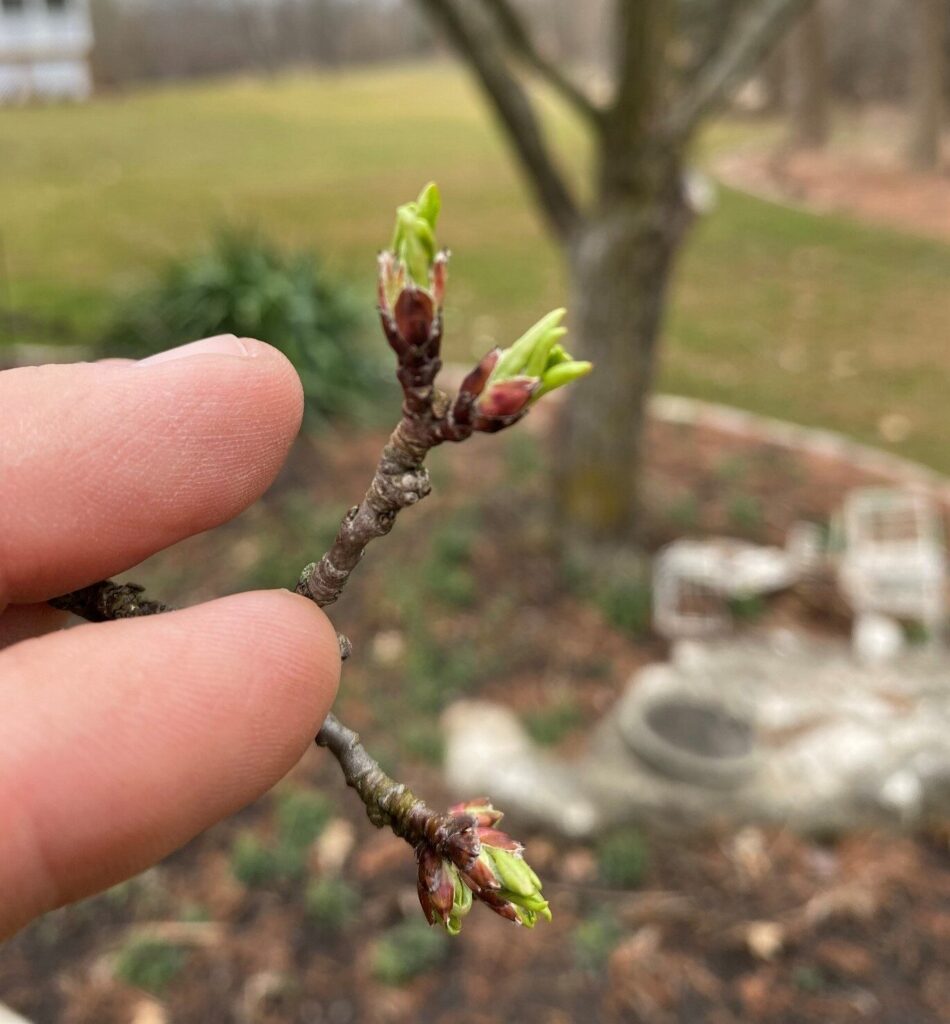 Crabapple Tree Breaking Bud Mid March 2024
