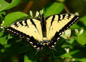 Eastern Tiger Swallowtail 300x216 1