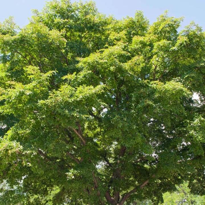 Elm Tree
