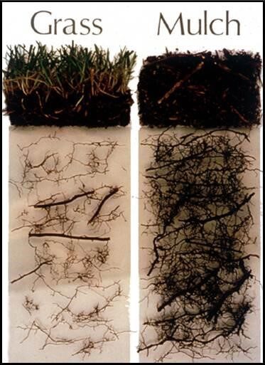 Grass vs. Mulch