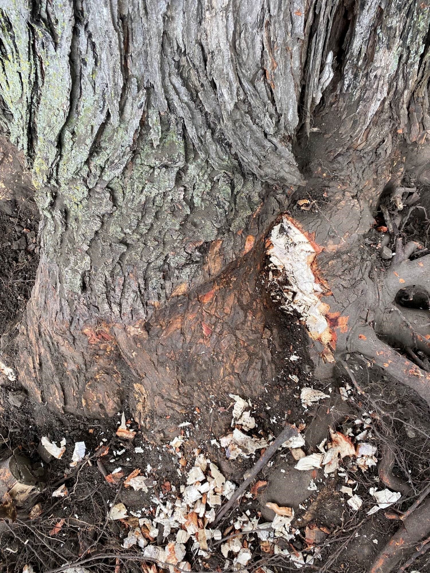 Unearthing the Hidden Threat Root Collar Disorders Homer Companies