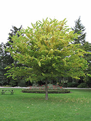 Hackberry