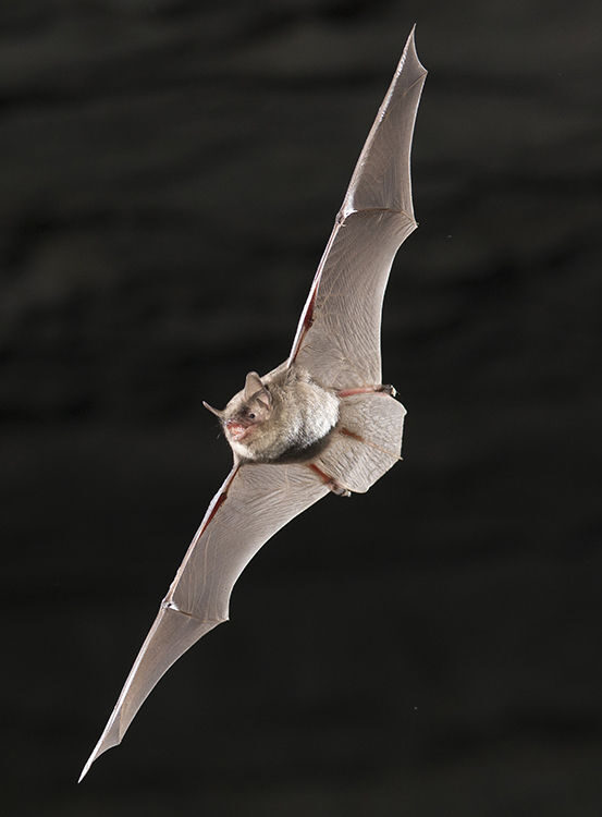 Indiana Bat
