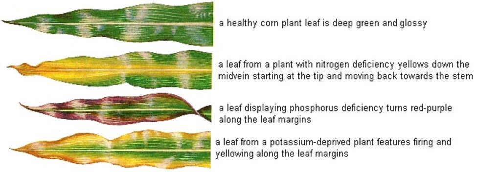 Leaf Symptoms