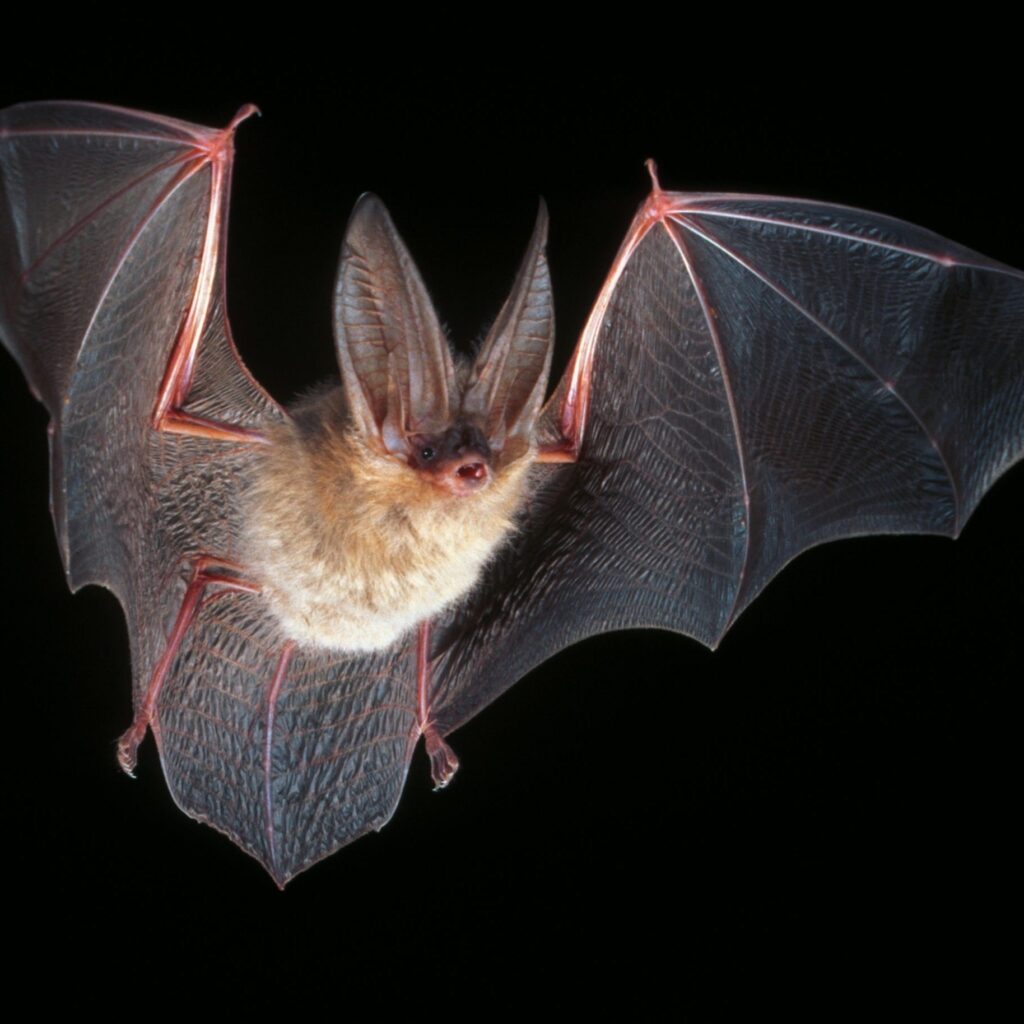 Northern Long Eared Bat