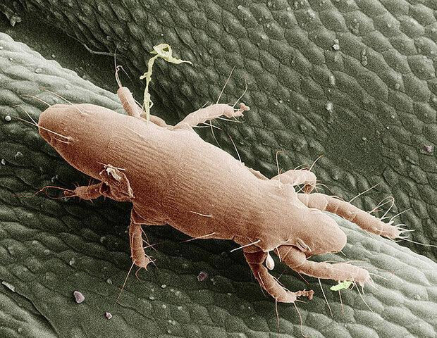 Oak Itch Mite