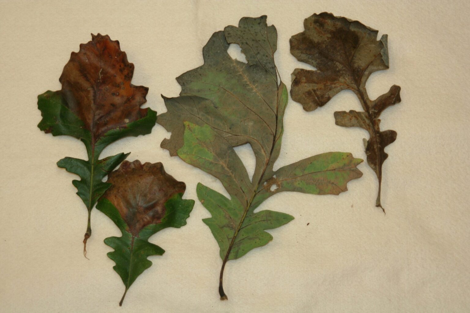 Understanding the Threat of Bur Oak Blight - Homer Companies