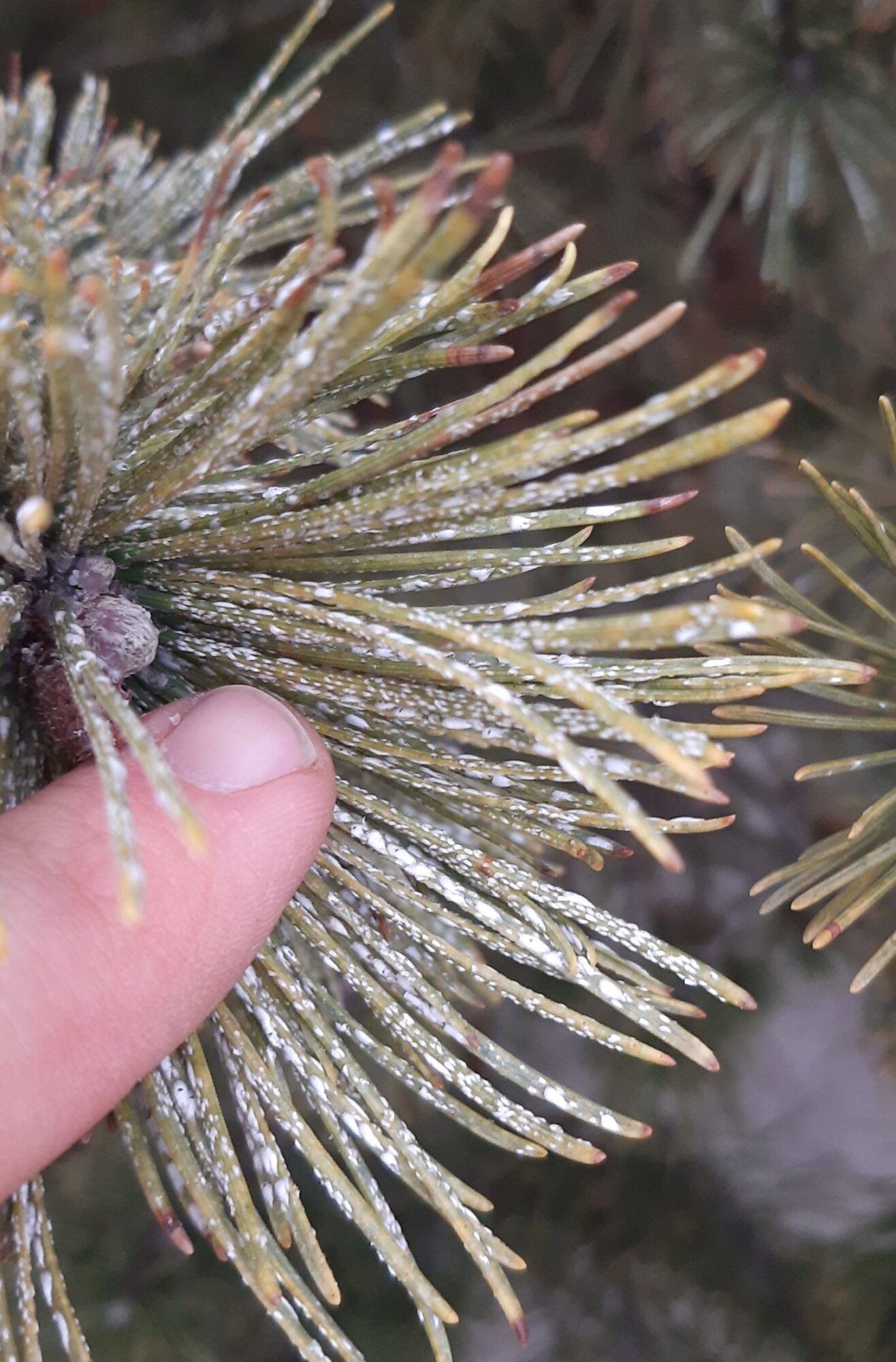 Disease Spotlight: Pine Needle Scale - Homer Companies