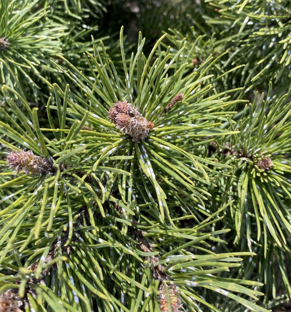 Pine Needle Scale Infestation on Shrub Mugo Pine