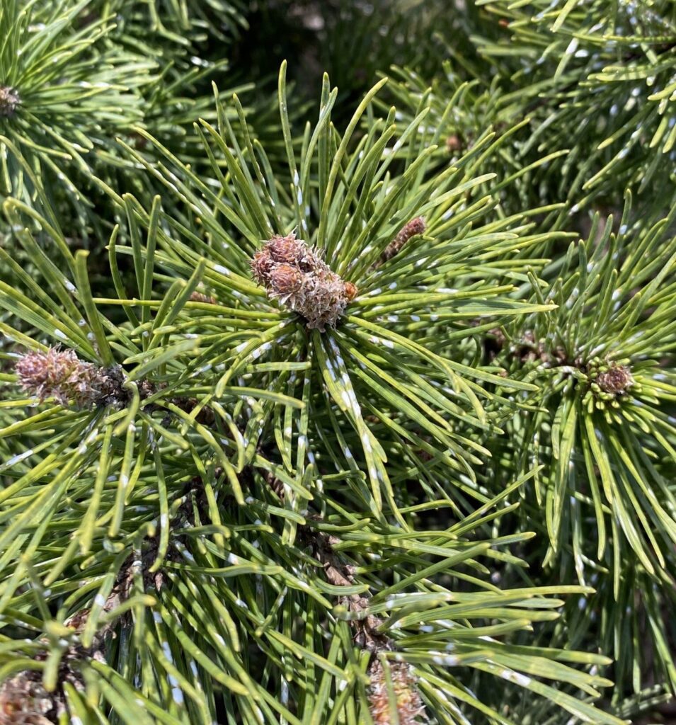 Disease Spotlight: Pine Needle Scale - Homer Companies