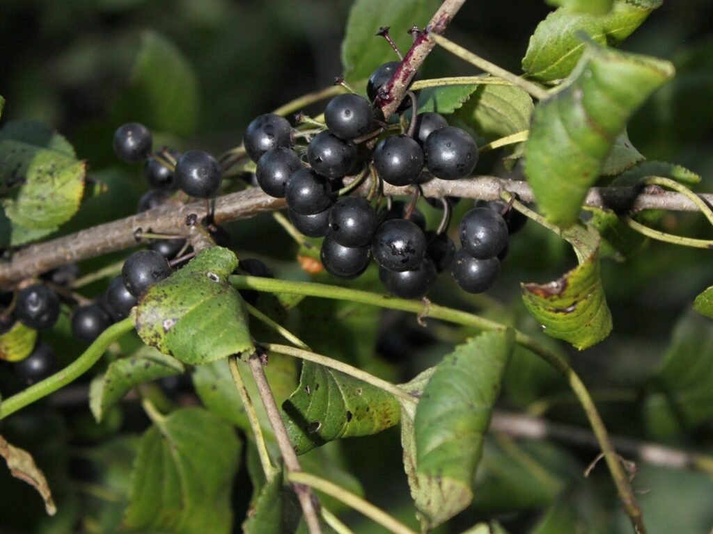 Ripe Buckthorn Fruit 1