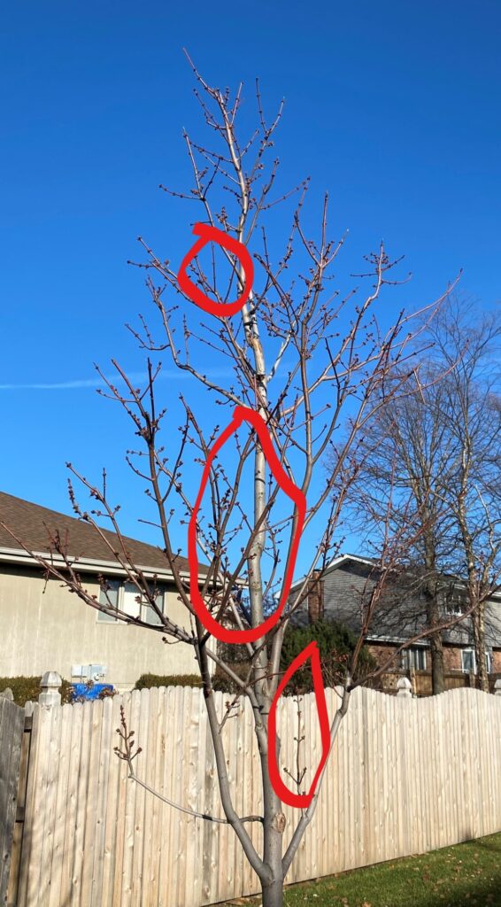 Shade Tree Pruning Pic 3