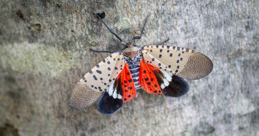Spotted Lanternfly Invasive Tree Pest Blog