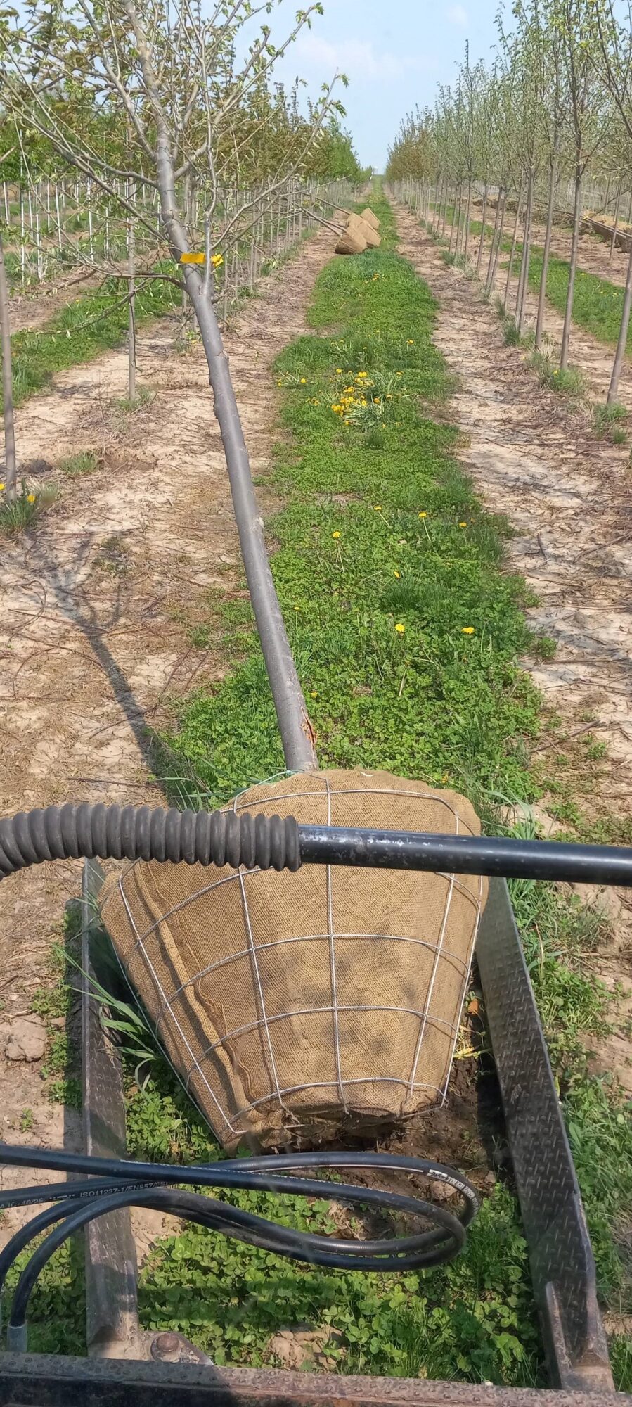 Traditional Tree Planting Ball and Burlap Homer Companies