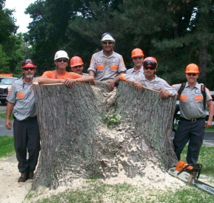 Tree and Stump Removal team