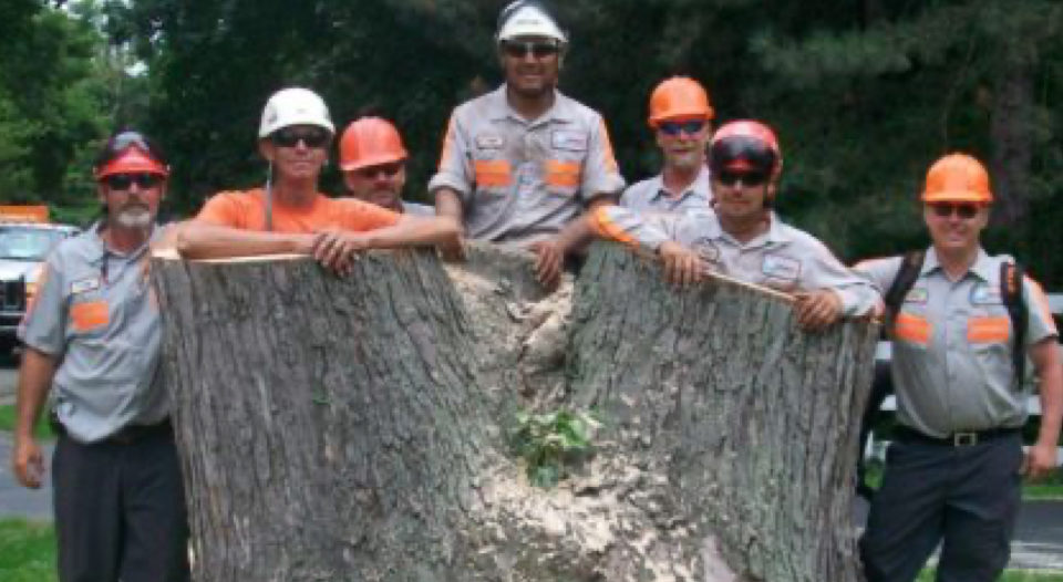 Tree and Stump Removal team
