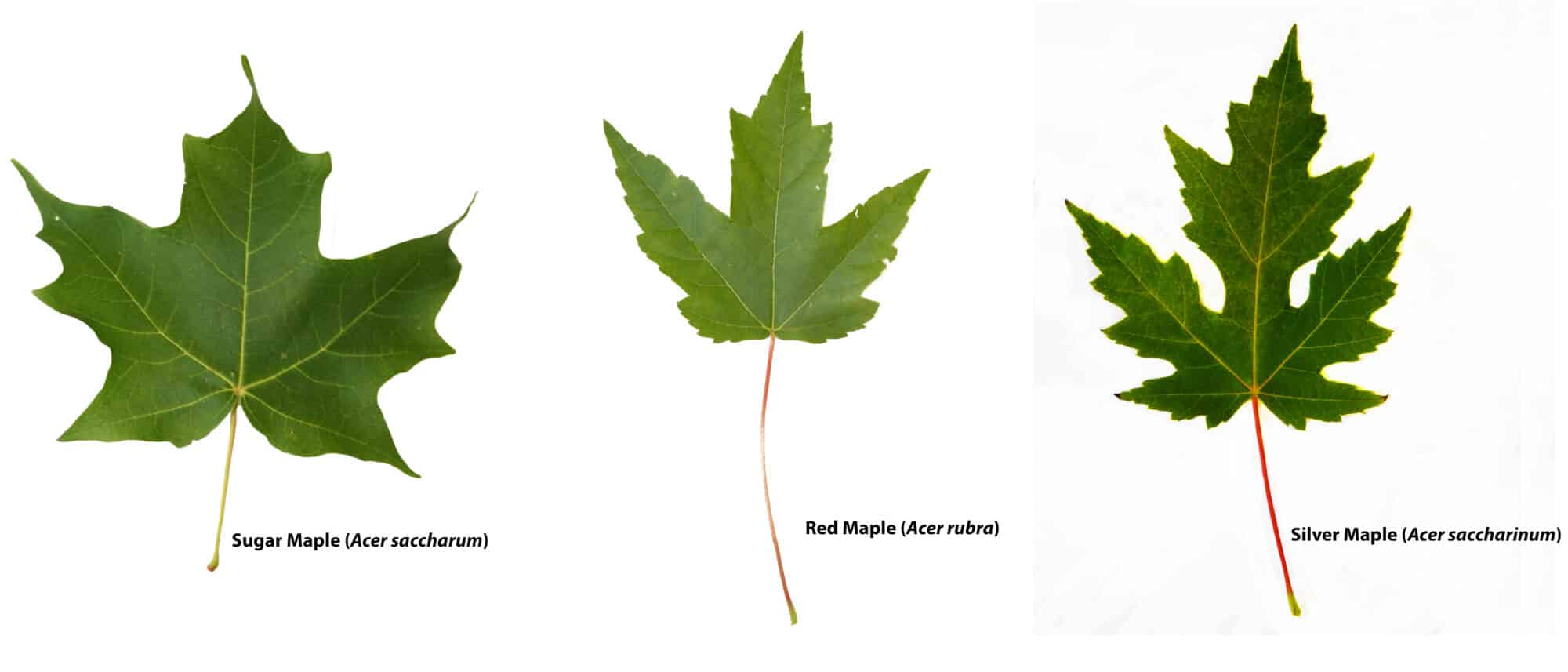 Understanding Heat Stress on Trees - Homer Companies