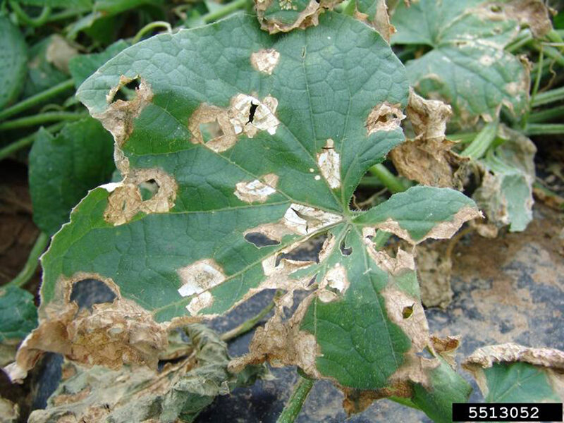 anthracnose