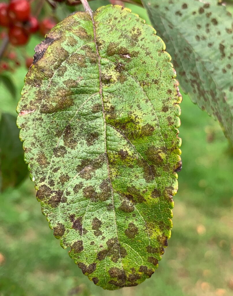 apple scab leaves