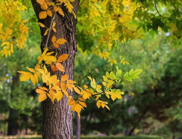 ash tree fall stock image
