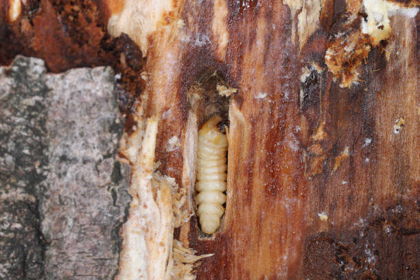 bark beetle larvae stock image
