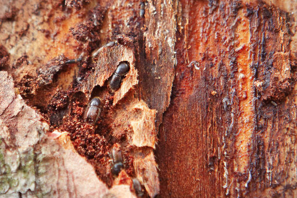 bark beetle stock image