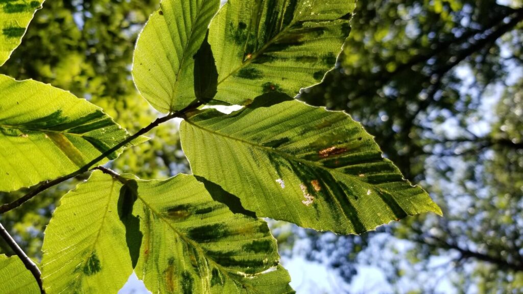 beech leaf disease striping