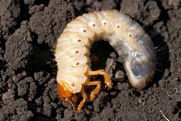 beetle larvae stock image