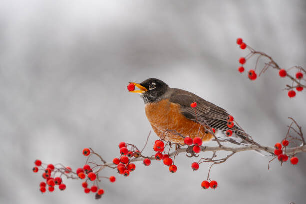bird eating berries stock image