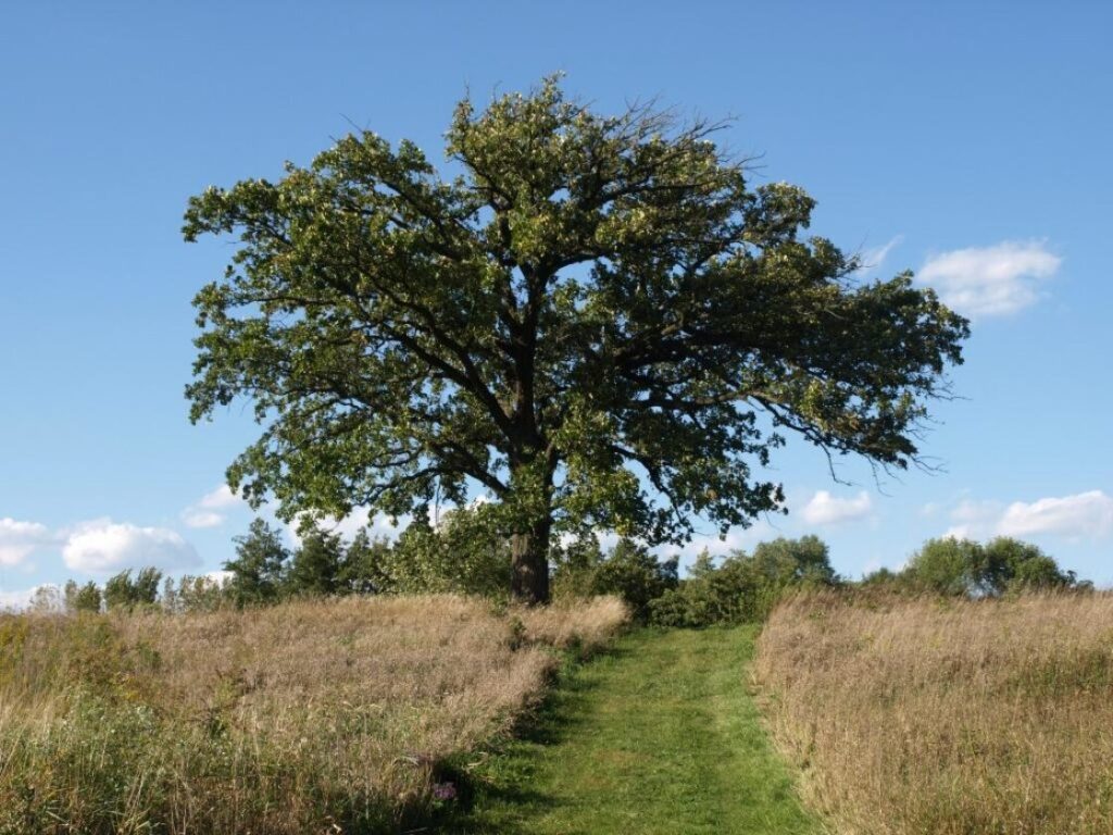 bur oak
