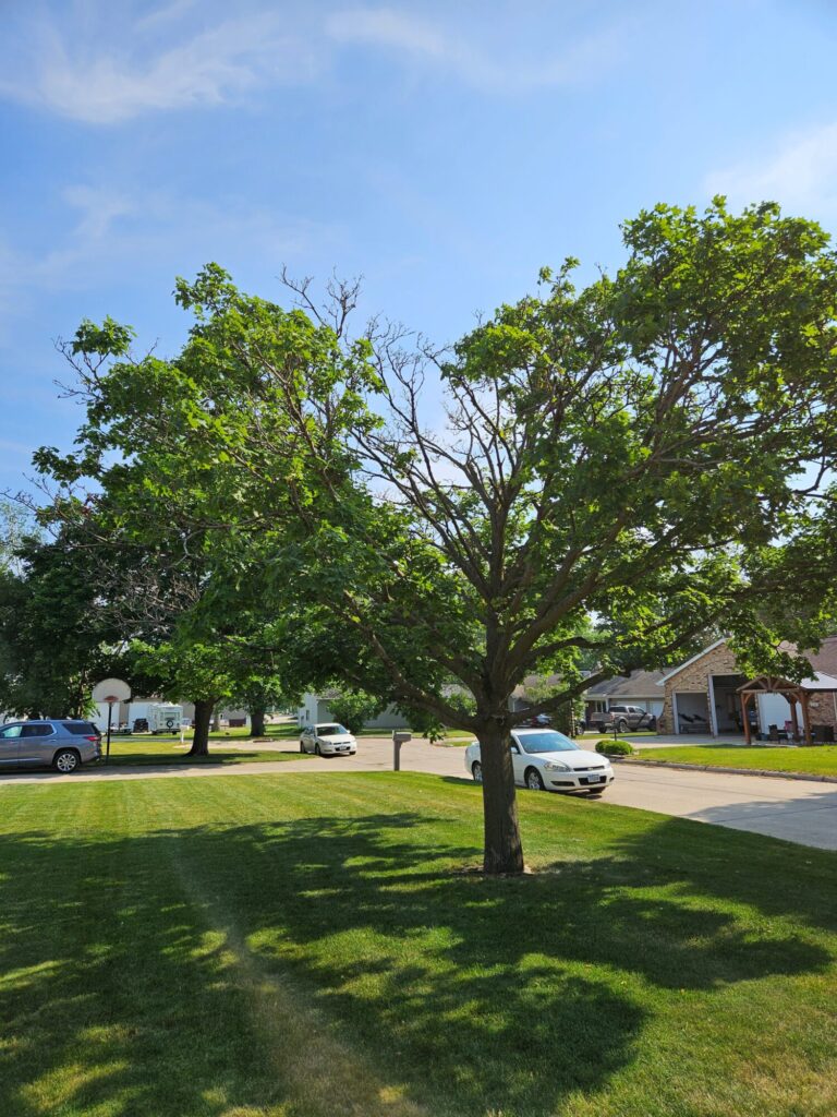 crown dieback due to sgrs 0