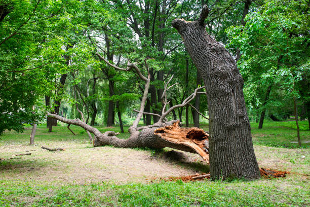 dead fallen tree stock image