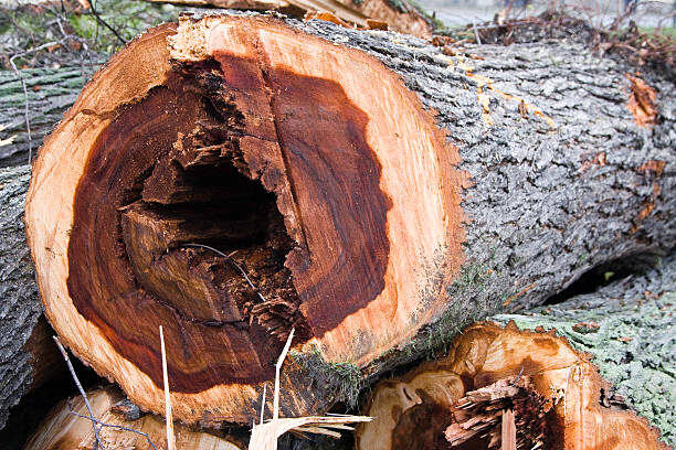 dutch elm disease inside stock image
