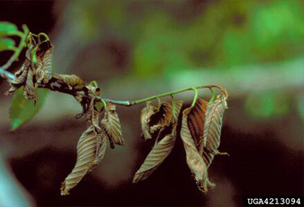 dutch elm disease main