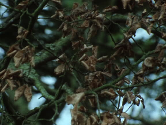 dutch elm disease stock image