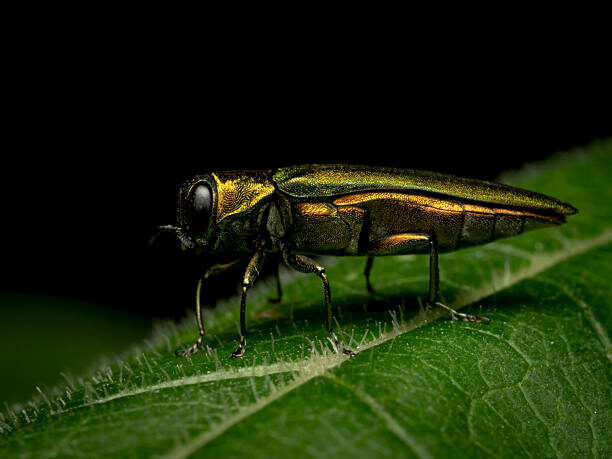 emerald ash borer stock image