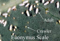 euonymus scale insects 1