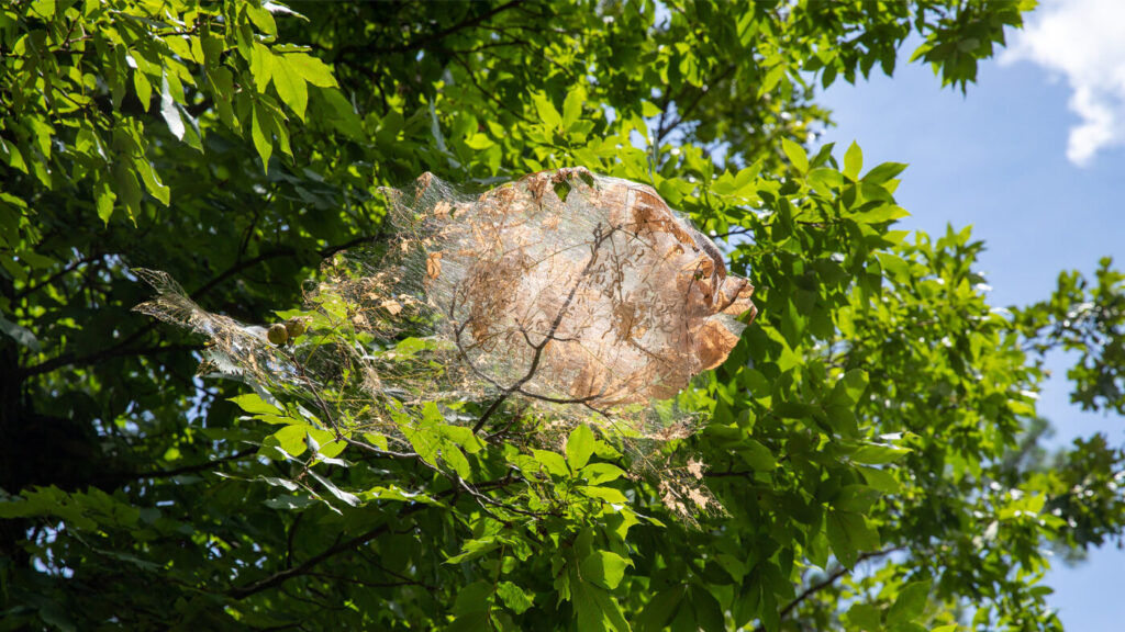 fall webworm web