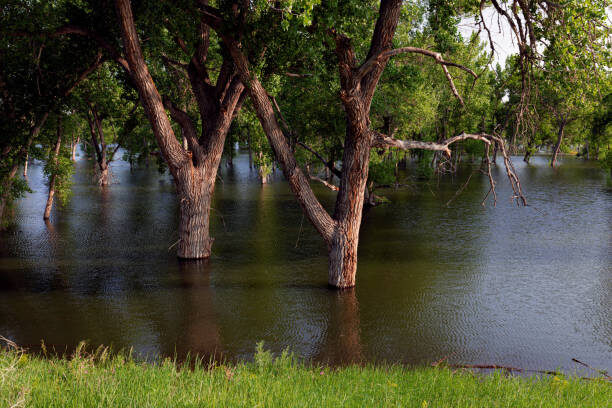 flooded trees stock image