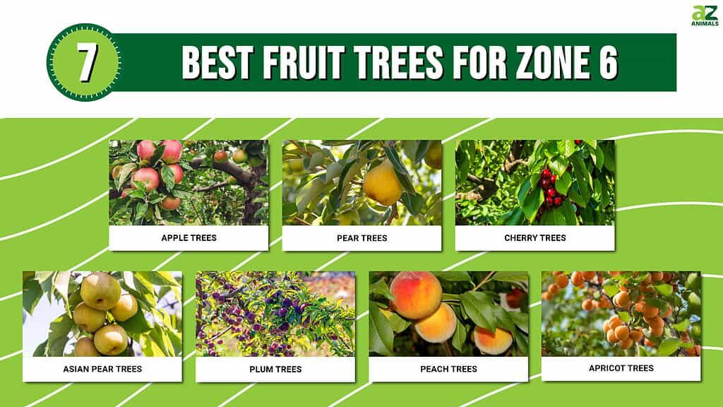 fruit trees zone 6 2