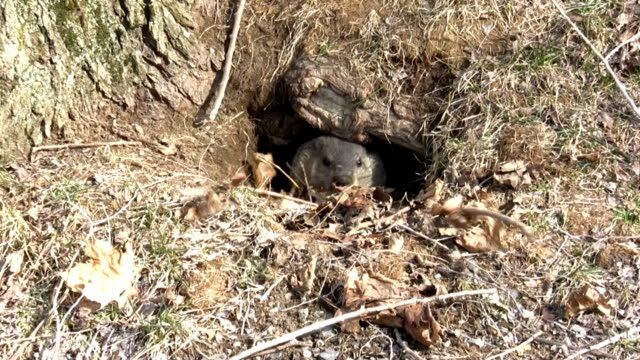 groundhog burrow 1