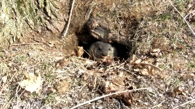 groundhog burrow