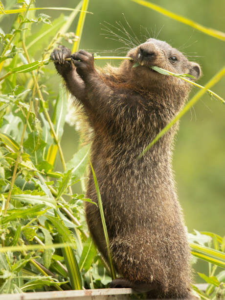 groundhog eating