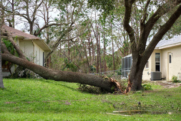 hazardous tree
