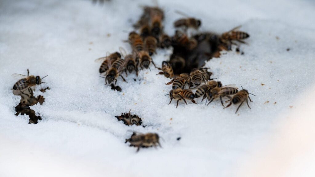 honeybee colony winter